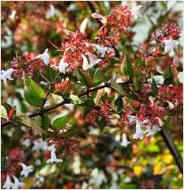 Abelia Floribunda detailfoto