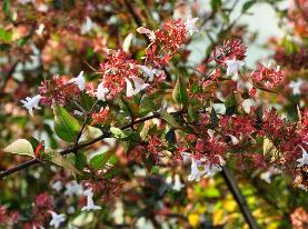 Abelia Floribunda detail foto