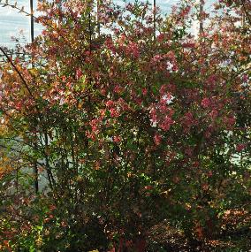 Abelia Floribunda in serre