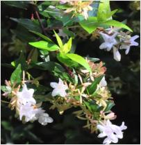 Abelia x grandiflora 'Francis Mason'