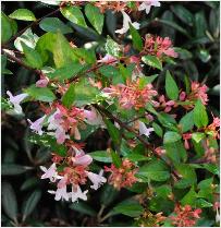 Abelia grandiflora 'Goldspot' foto 15 september 2011