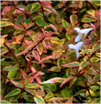 Abelia x grandiflora 'Kaleidoscope' 2