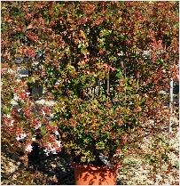 Abelia grandiflora 2 