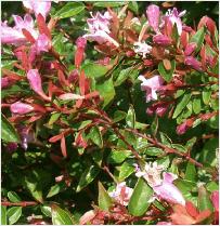 Abelia x grandiflora 'Edward Goucher'