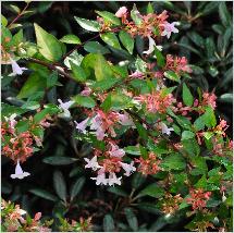 Abelia grandiflora 'Goldspot' 15sept