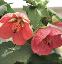 Abutilon hybride 'Ann' rozekleur