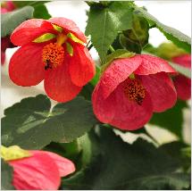 Abutilon hybride 'Marian'