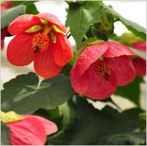 Abutilon hybride 'Marian'