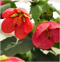 Abutilon hybride 'Marian' 2