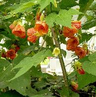 abutilonhybrkopie