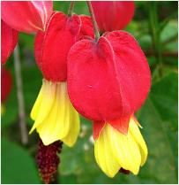 Abutilon megapoticum