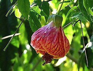 Abutilon pictum