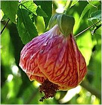 Abutilon pictum herkomst Brazilië