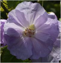 Abutilon vitifolium 'Veronica Tennant'