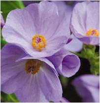 Abutilon x suntense