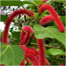 Acalypha hispida rode poezenstaart bloeiwijze