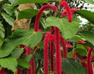 Acalypha hispida rode poezenstaart bloei