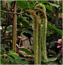 Acalypha x wagnerana katjes Euphorbiaceae