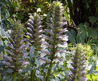 Acanthus-mollis-zachte-Acanthus