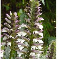 acanthus