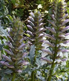 acanthusenphlomistuberoza