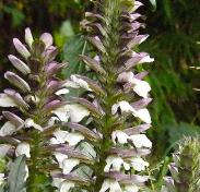 acanthus