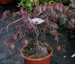 Acer-palmatum-dissectum-Garnet-4