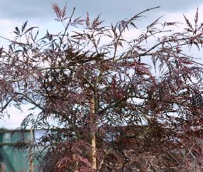 Acer-palmatum-dissectum-Garnet-groot-exemplaar