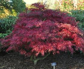 Acer-palmatum-Garnet-global-picture-of-the-shrub