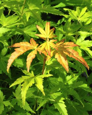 Acer-palmatum-Orange-dream