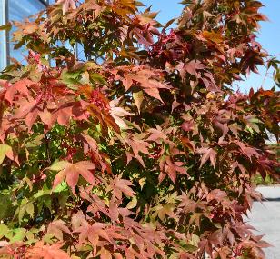 Acer-palmatum-Osakazuki-VN