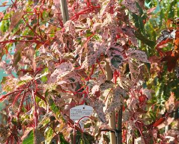 Acer conspicuum 'Red Flamingo' overzichtfoto