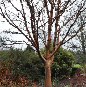 Acer griseum  foto uit Cambridge botanical garden