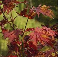 Acer japonicum