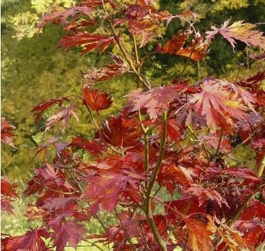 acerpalmatum