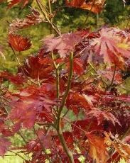 acerpalmatum