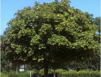 Acer platanoides globosum