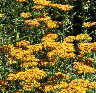 Achillea-Feuerland