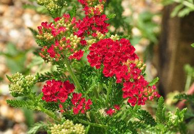 Achillea-Pome-granate-warm-rode-bloemen