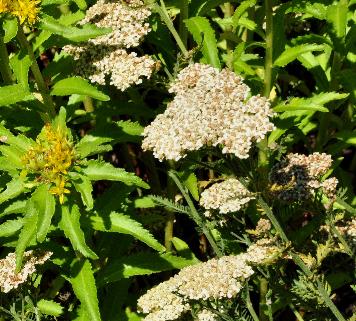 Achillea-Schwefelblute