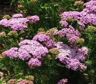 Achillea-Wonderful-Wampee-verynice