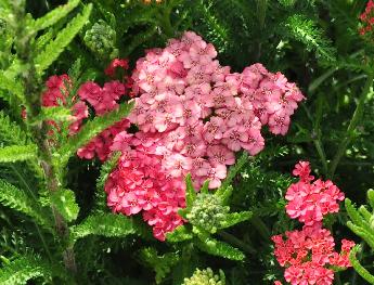 Achillea Apricot Delight bloemen 2