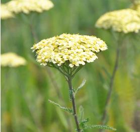 Achilleamillefolium3Yellowstone