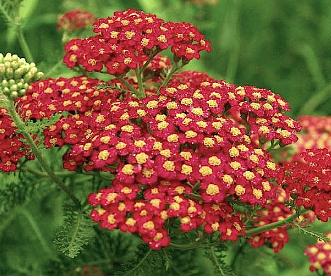 Achillea millefolium 'Paprika'