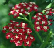 AchilleamillefoliumLaura2