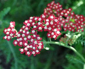 AchilleamillefoliumLaura