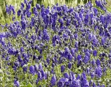 aconitum-monikskap