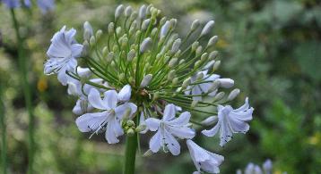 Agapanthus-Siver-Mist