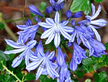 Agapanthus 'Midnight star' é