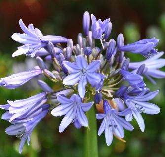 AgapanthusSeptemberHemelverycloseup